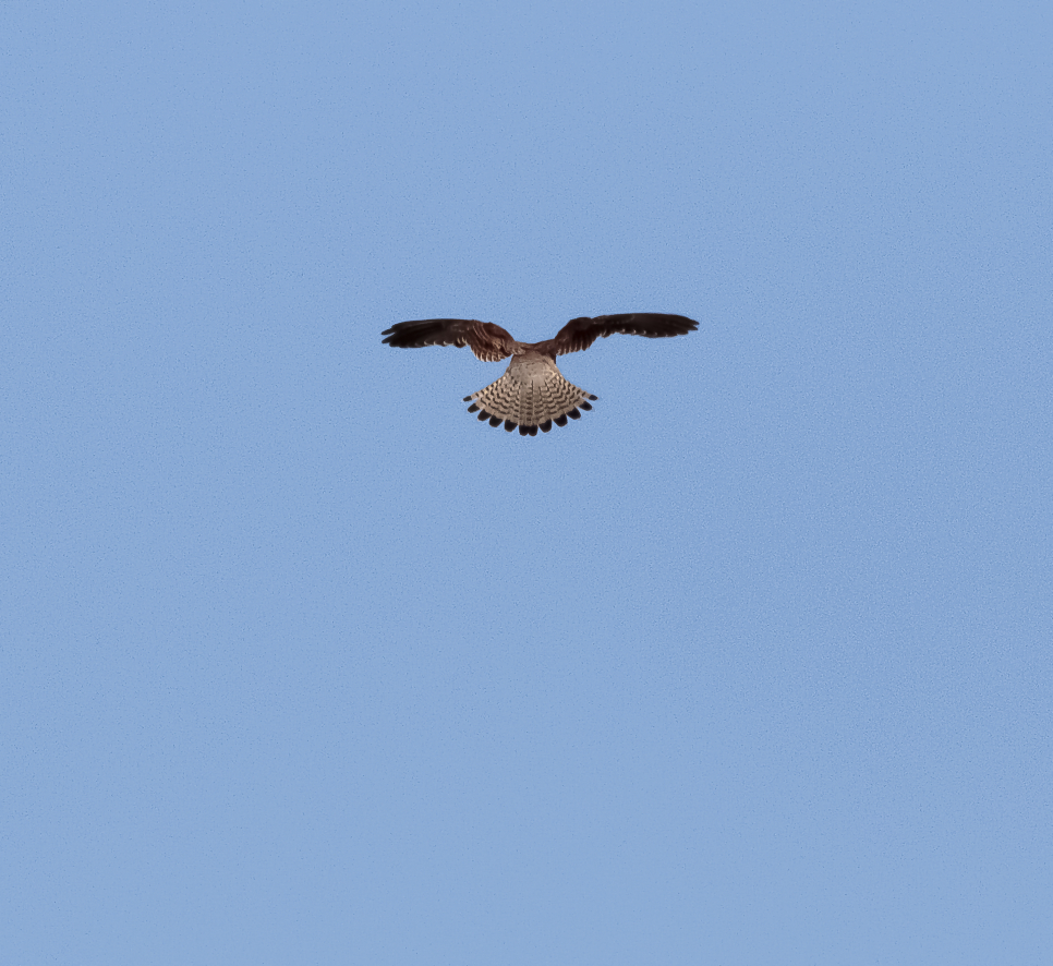 Raptors on display over the merse